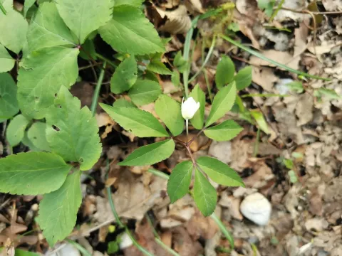 Three-leaved anemone