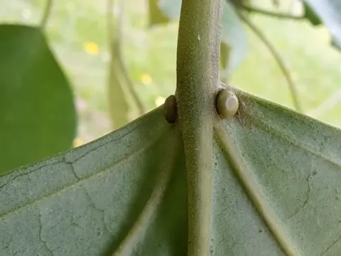 Endospermum