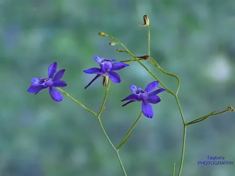 Сокирки тончайшие