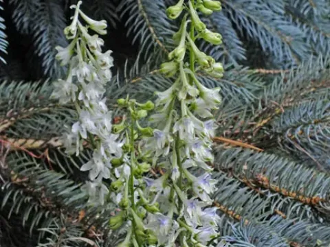 White larkspur