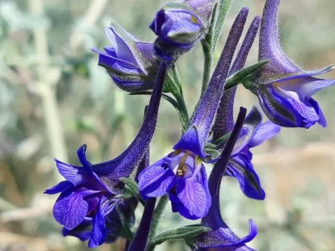 Balkan larkspur
