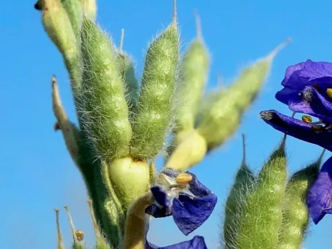 Greek delphinium