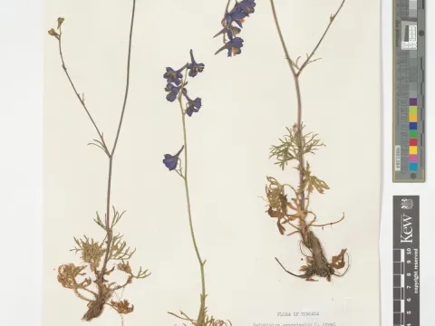 Delphinium emarginatum