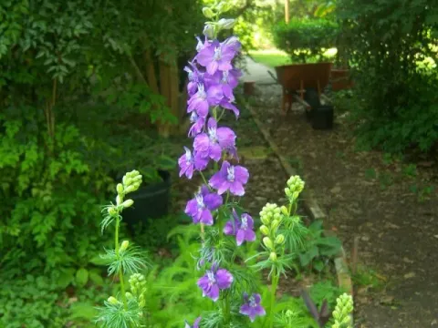 Delphinium ambiguum