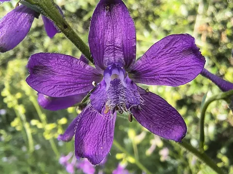 Delphinium pentagynum