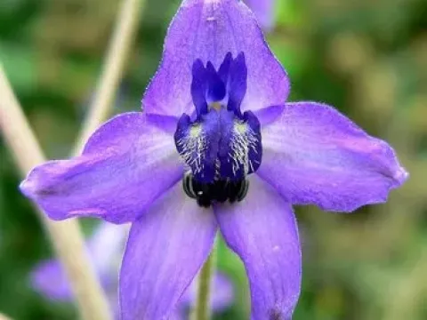 Delphinium requienii