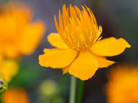 Trollius hondoensis