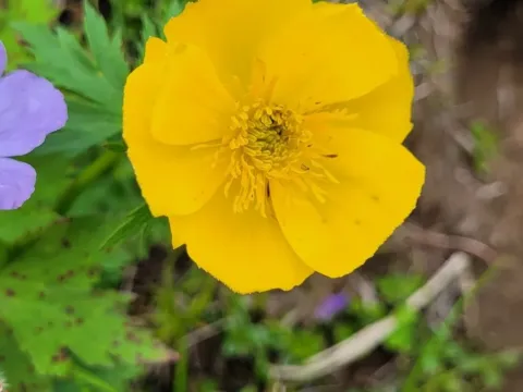 Rieder's globeflower
