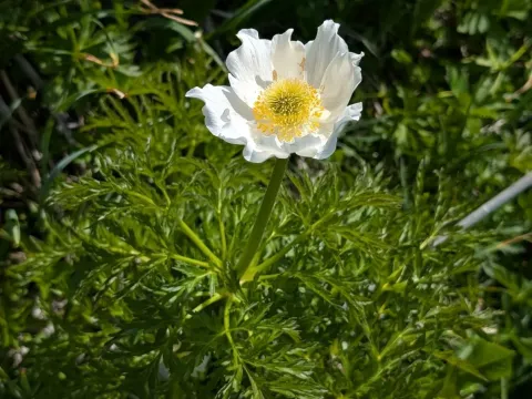 Pulsatilla alba