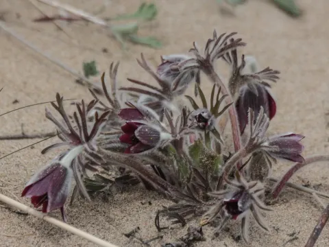 Pulsatilla cernua