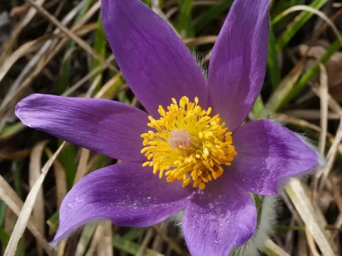 Hallers pasqueflower
