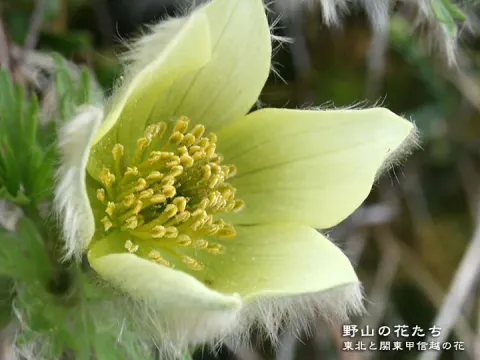 Pulsatilla nipponica