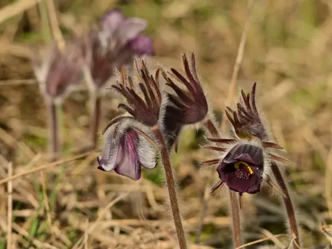 Meadow pasqueflower