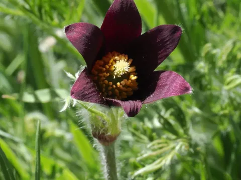 Red pasqueflower