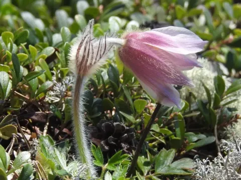 Spring pasqueflower