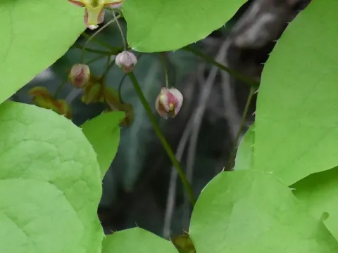 Alpine barrenwort