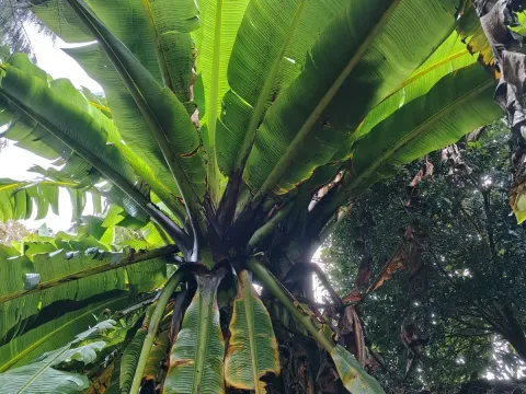Ensete