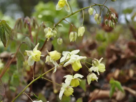 Epimedium pubigerum