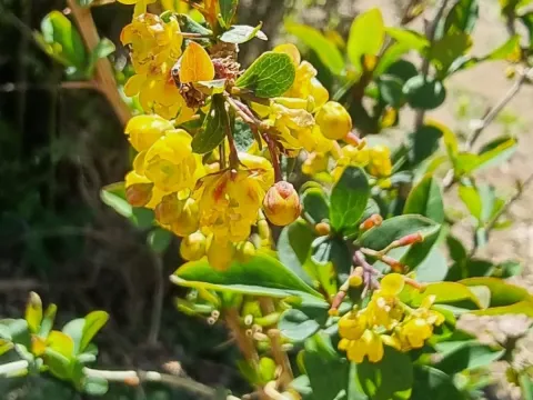 Maderan barberry