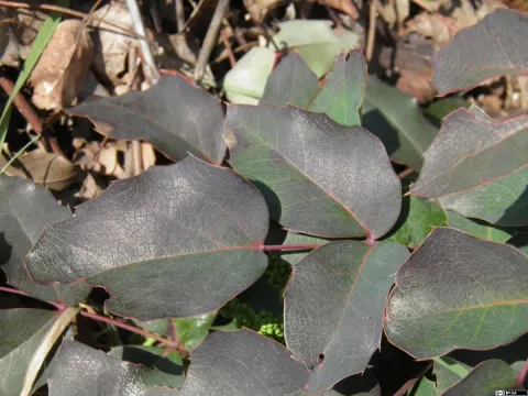 Spreading barberry
