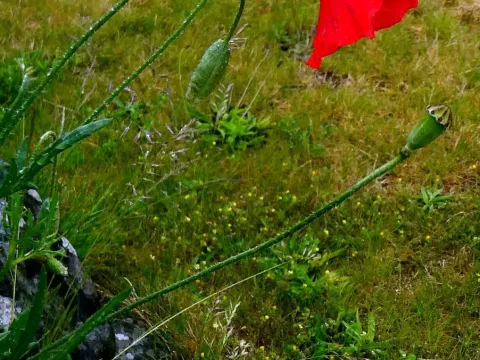 Hungarian poppy