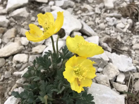 Burser's Poppy