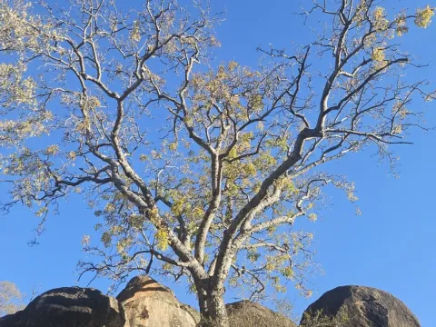 Entandrophragma