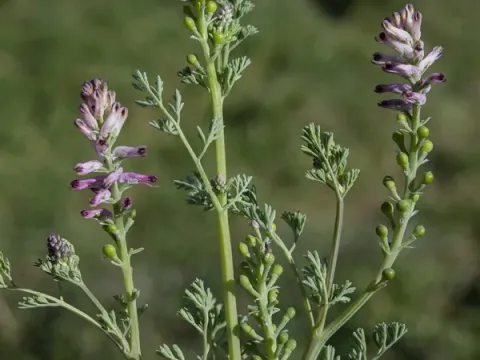 Fumaria faurei