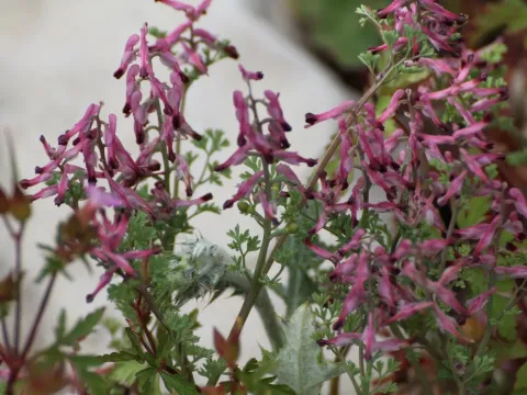 Fumaria calcarata
