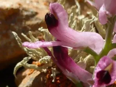 Fumaria rupestris