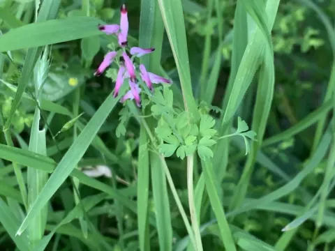 Painter's Fumitory