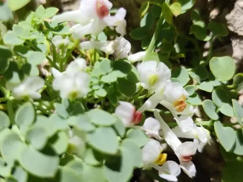 Sarcocapnos enneaphylla