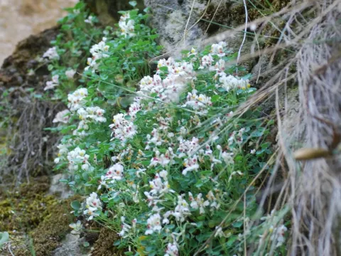 Sarcocapnos baetica
