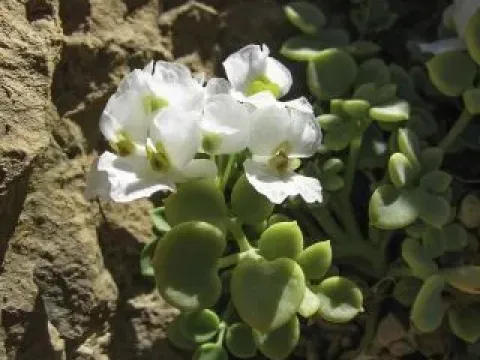Sarcocapnos crassifolia