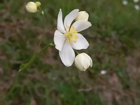 Tuberous meadow-rue