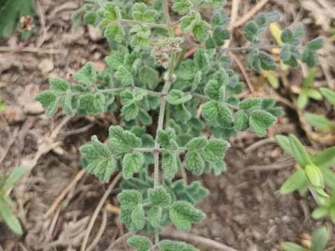 Fetid meadow-rue