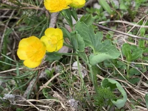 Hybrid buttercup