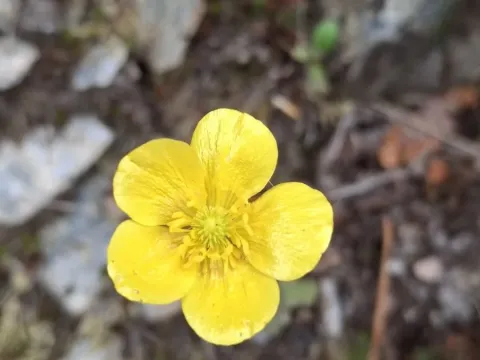 Ranunculus nigrescens