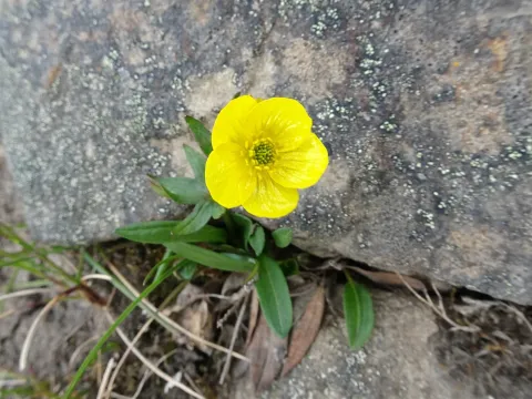 Snow buttercup