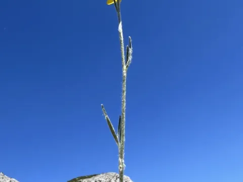 Жовтці іллірійські