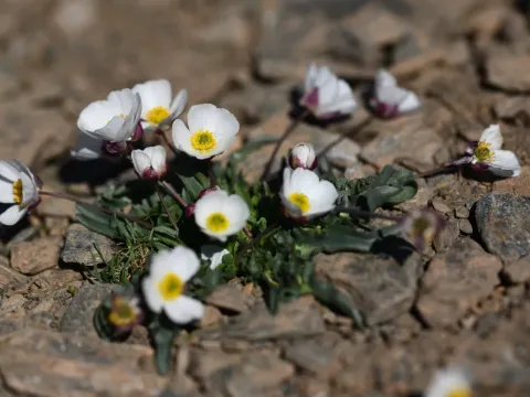 Ranunculus acetosellifolius