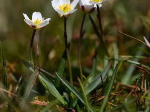 Narrow-leaved buttercup