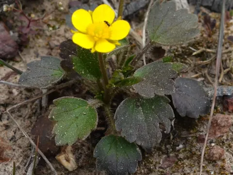 Ranunculus gregarius