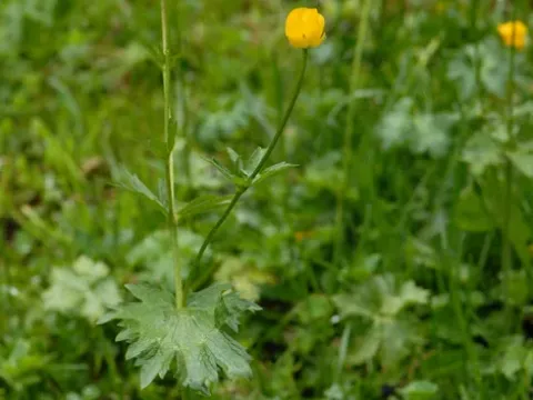 Gouan's buttercup