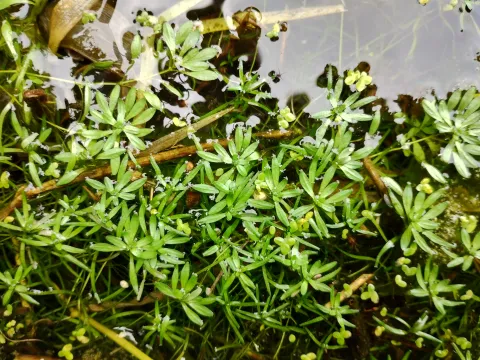 Ranunculus levenensis