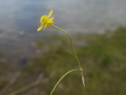 Creeping spearwort