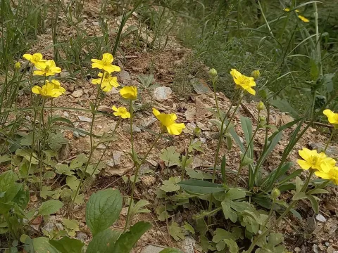 Rumelian buttercup