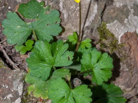 Ranunculus subhomophyllus