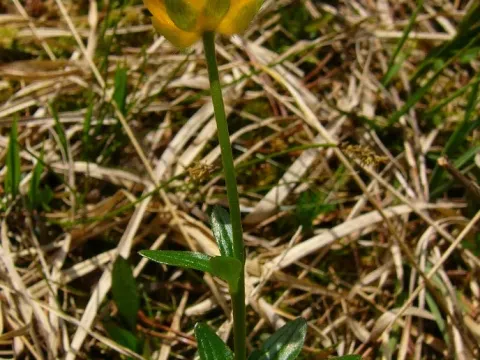 Ranunculus clethraphilus