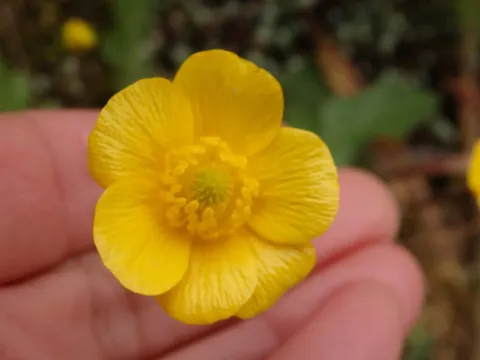 Lisbon buttercup